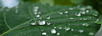 Macro, leaf, dew drops, close up HD wallpaper