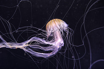 Animals, Jellyfish, Dark, Underwater World, Tentacle, Handsomely, It's Beautiful HD wallpaper