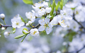 Plants, Flowers HD wallpaper