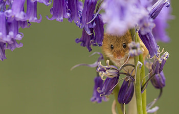 Mouse, animal, purple, flower, green, soricel, rodent, harvest mouse HD wallpaper
