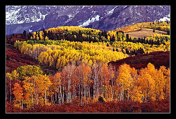 AUTUMN COLORS, colored, leaves, beautifil, trees, autumn, on HD wallpaper