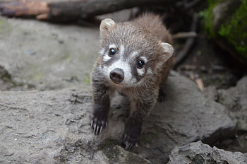 Coati, Animal hq, Coati , 2019 HD wallpaper