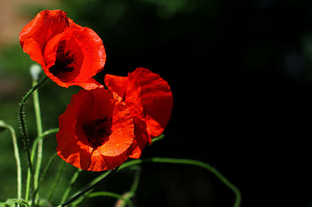Poppy Flower, Dark background, Beautiful , Bright poppies HD wallpaper
