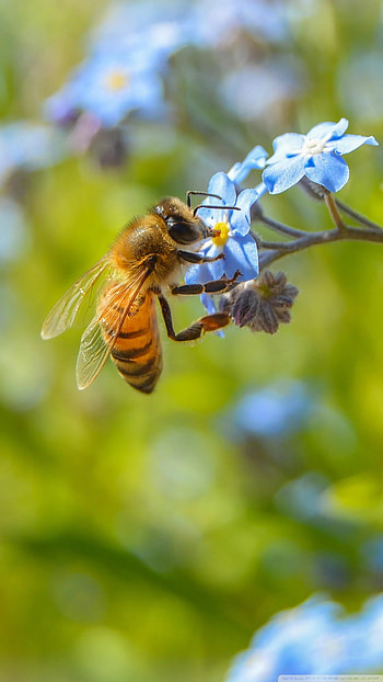 Bee , Nature's beauty, Insect's marvel, Floral companions HD phone wallpaper
