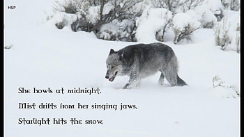 wolf wisdom, white, timber, saying, black, wolves, , wolf, canislupus, howling, wolf art, wisdom HD wallpaper