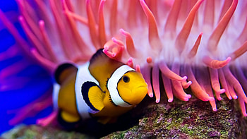 Finding Nemo clown fish, iPad Pro , Zeeoii sealife, Underwater adventure HD wallpaper