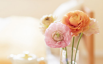 Beauty of Blossoms, vase, flowers, spring, room HD wallpaper