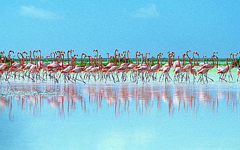 Animals, Reflection, Flock, Pink Flamingo HD wallpaper