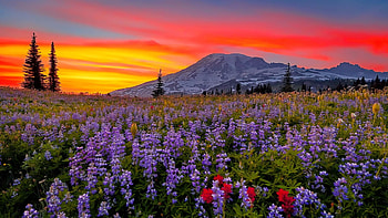 Sunset in the mountains, blossoms, field, colors, clouds, landscape, trees, flowers, sky HD wallpaper