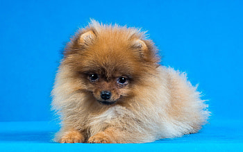 Pomeranian, Fluffy cuteness, Small dog big personality, Bundle of joy HD wallpaper