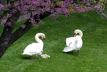 Animals, Flowers, Birds, Grass, Swans, Wood, Tree, Ducklings HD wallpaper