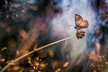 Grass, Macro, Blur, Smooth, Butterfly, Stem, Stalk HD wallpaper