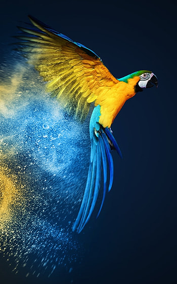 bird, parrot, Animal HD phone wallpaper