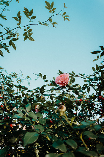 Flowers, Pink, Bush, Flower, Plant, Rose Flower, Rose HD phone wallpaper