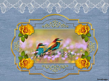 BEAUTIFUL BEE EATERS, BIRDS, BEAUTIFUL, FRAMED HD wallpaper