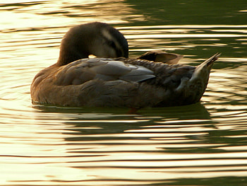 duckling, duck, beautiful, bird, water HD wallpaper