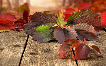 Nature, Autumn, Leaves, Macro, Planks, Board HD wallpaper