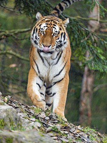 Animals, Predator, Big Cat, Tiger, Protruding Tongue, Tongue Stuck Out, Amur Tiger HD phone wallpaper