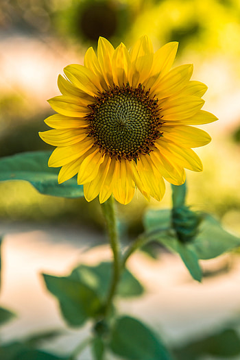 Flowers, Flower, Blur, Smooth, Sunflower HD phone wallpaper