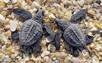 Animals, Turtles, Shells, Shore, Bank, Small, Two HD wallpaper