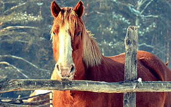 Animals, Muzzle, Fence, Head, Horse, Pasture HD wallpaper