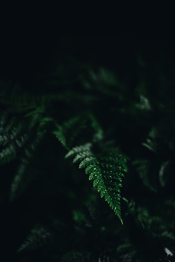 Macro, Dark, Fern, Sheet, Leaf, Carved, Shadow HD phone wallpaper
