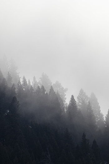 Nature, Trees, Forest, Fog, Cloud HD phone wallpaper