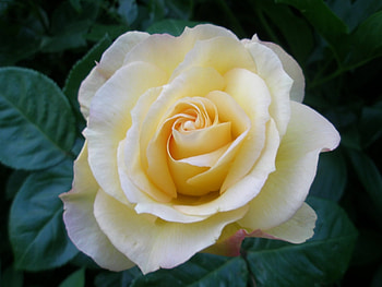 Plants, Flowers, Roses HD wallpaper