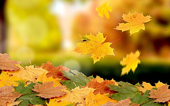 Pile, Maple Leaves HD wallpaper