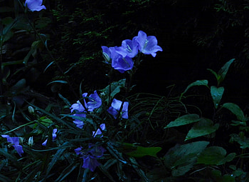 Midnight Bell Flowers, graphy, Leaves, Flowers, Nature, Raindrops, Bell Flowers HD wallpaper