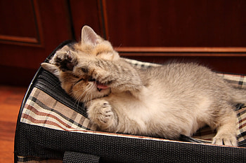 Animals, Kitty, Kitten, To Lie Down, Lie, Kid, Tot, Beige HD wallpaper