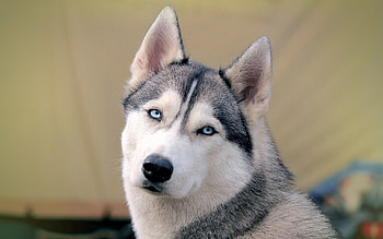 Animals, Dog, Muzzle, Sight, Opinion, Husky, Haska HD wallpaper