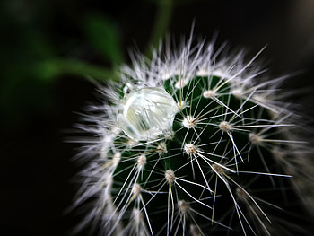 Plant, Macro, Drop, Cactus HD wallpaper