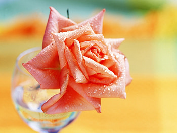 Plants, Flowers, Roses HD wallpaper
