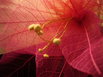 CLOSE UP OF LACEWORK, petals, red, , beautiful, flowers, large, lovely, macro HD wallpaper