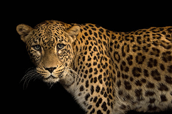 Persian leopard, Endangered, Fewer than 1290 individuals, Panthera pardus tulliana HD wallpaper