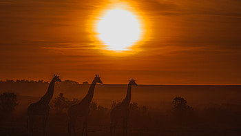 Elegant giraffe silhouette, brilliance, Artistic , Timeless beauty HD wallpaper