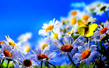 Home > Nature > Flowers & Plants > Spring flowers screensavers HD wallpaper