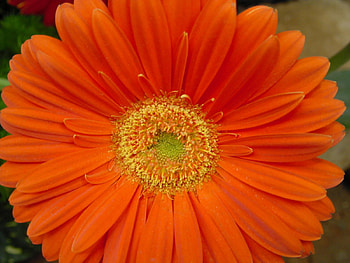 Flower, nature, flowers HD wallpaper