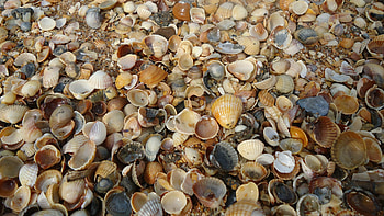 Background, Shells HD wallpaper