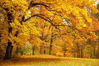 Autumn trees in a park, Park, Foliage, Autumn, Trees HD wallpaper
