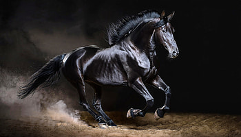 horse HD wallpaper