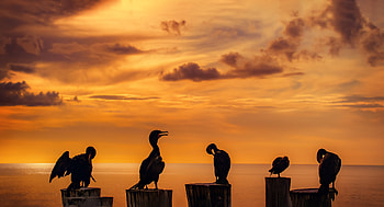 Best cormorant , Spectacular avian captures, Stunning ry, Natural beauty HD wallpaper