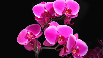 Plants, Flowers HD wallpaper