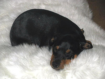 Little Chiquitin ;), dog, sunshine, black, marron, little, puppy, soul, animals, care, heart, spoon, forever HD wallpaper