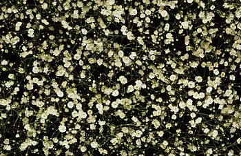 Flowers, Gypsophilus, Gipsophile, Lot, Small HD wallpaper