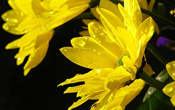 Flowers, Water, Sun, Chrysanthemum, Drops, Macro HD wallpaper