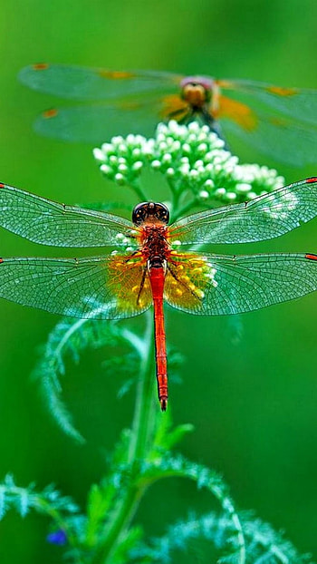 Dragonfly, Red HD phone wallpaper