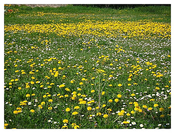 summer meadow, summer, yellow, dandelion, meadow, nature HD wallpaper