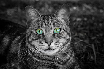 Animals, Cat, Muzzle, Striped, Bw, Chb, Green Eyed, Green-Eyed HD wallpaper